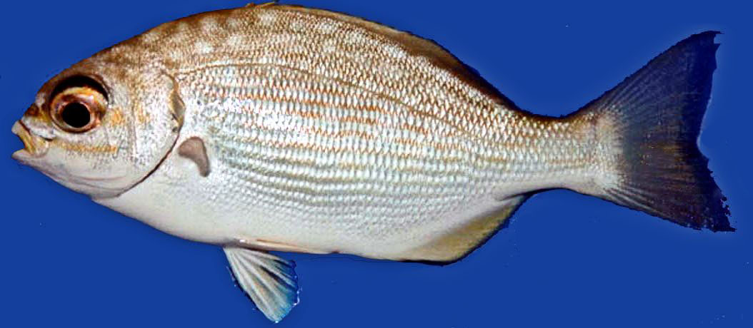 Kyphosus sectatrix_06